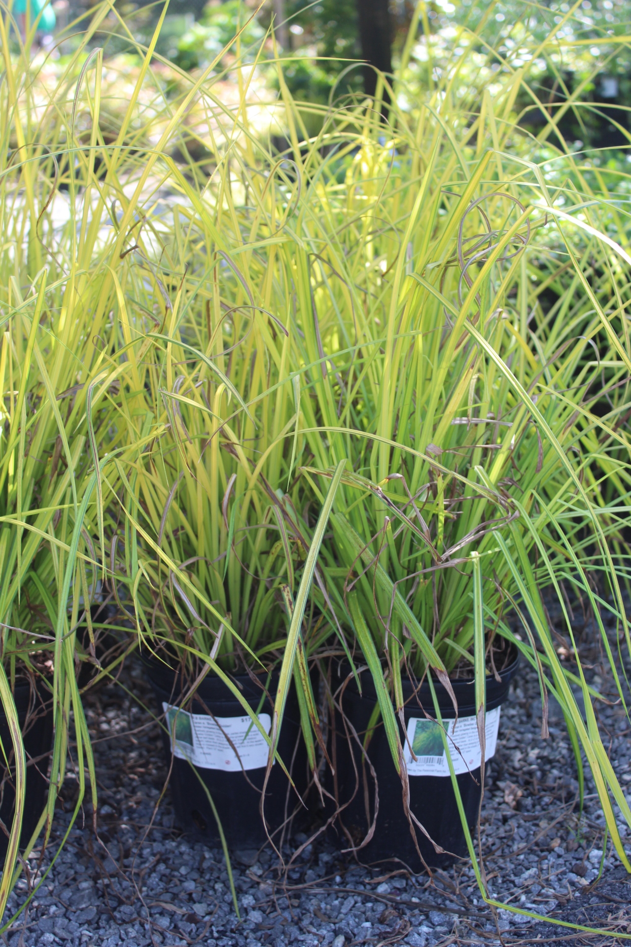 'Bowles Golden' Sedge is a bright chartreuse that reaches 2' tall, thrives in part sun-shade and loves wet soil, including standing water. Perfect for pond banks, rain gardens, and bogs.