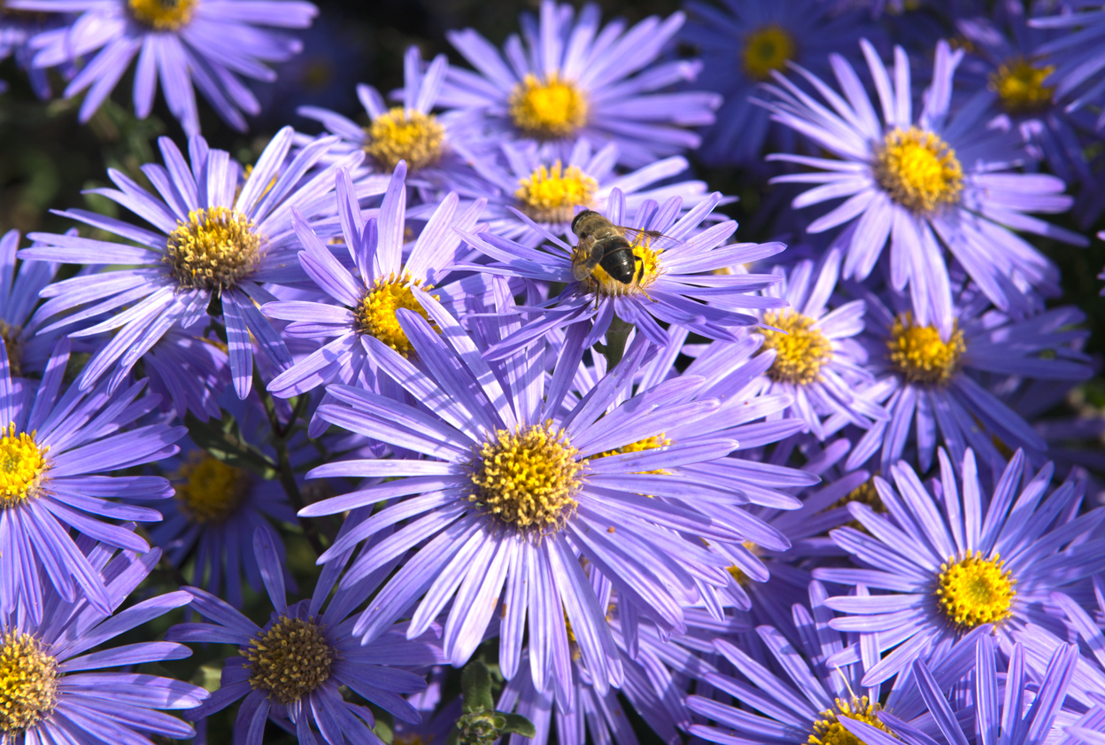 If asters aren’t a part of your fall garden, why not? They’ll bloom through the first frost, giving you months of late season color.