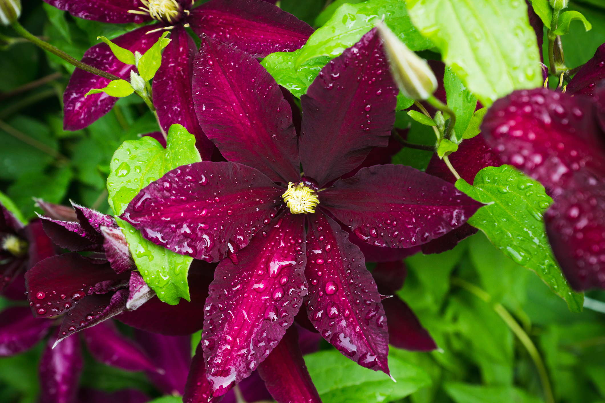 Clematis ‘Niobe’ is a good one to pair with ‘Jackmanii’ since their pruning needs are the same. It blooms on old and new wood. When pruning these two together, it is easier to prune without the need to separate them first.