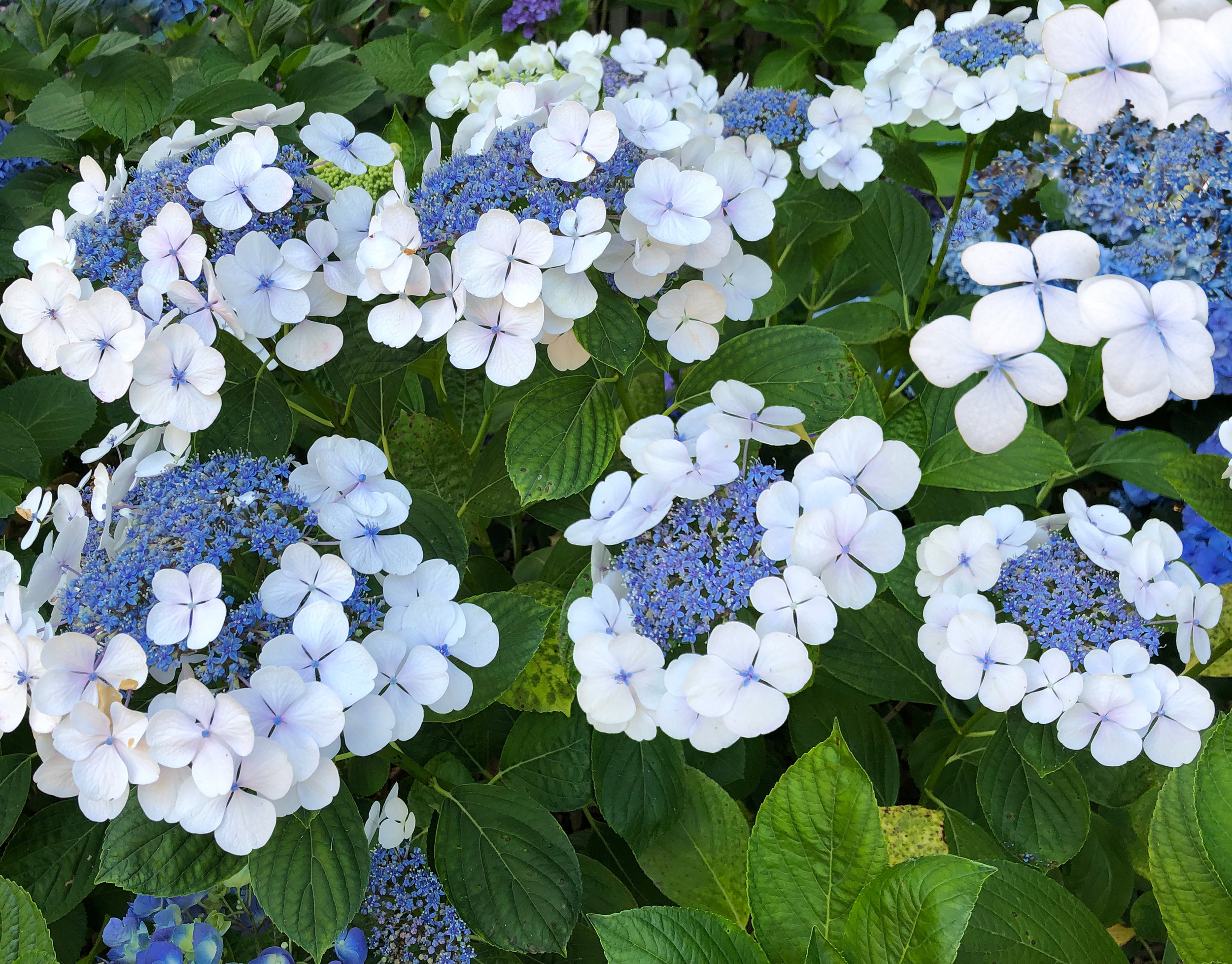 Lacecap hydrangeas require the same pruning that the mopheads do, immediately after blooming.