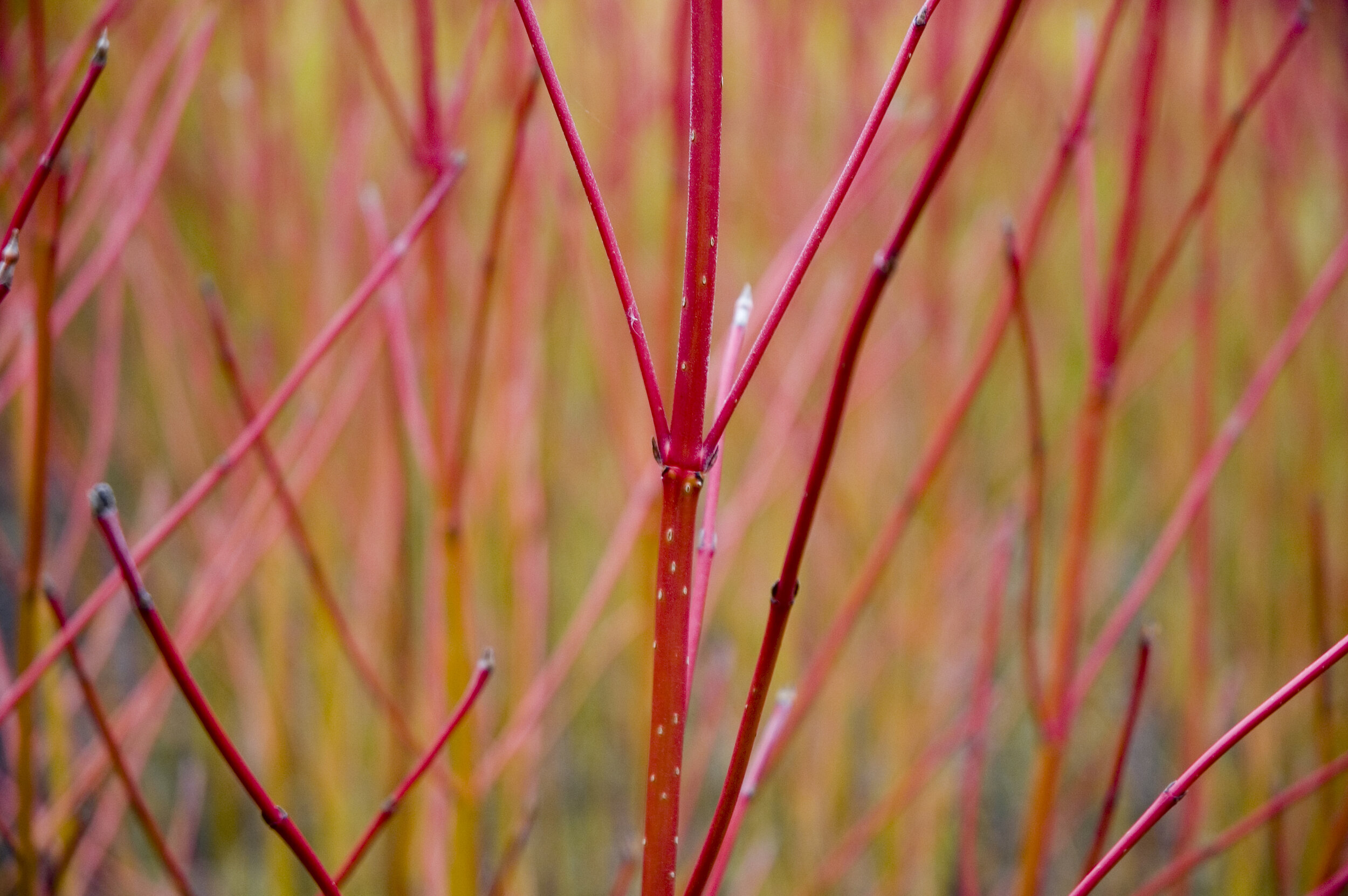 The brilliant stems on the red twig dogwoods are the youngest stems on the shrubs so pruning these in early spring is essential. Older stems lose the vibrancy of color and must be removed. For a good tutorial on how-to prune red twigs, click here .