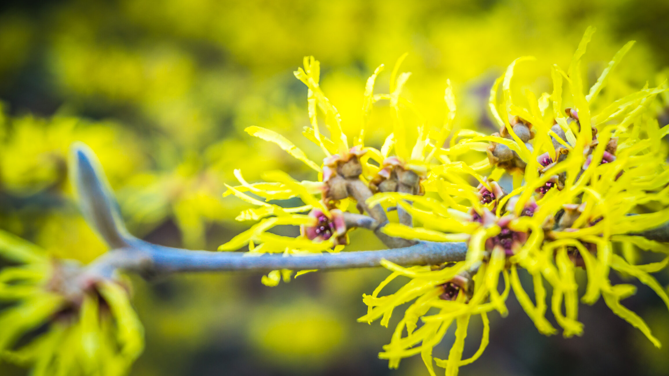 Witch Hazel trees begin blooming in January and their bright, sulfur yellow (or red-orange for some cultivars) are a welcome sight for sore eyes itching for color. Their small size 20’ x 15’ mean you don’t need a lot of room to tuck one of these in, just make sure it’s full sun.