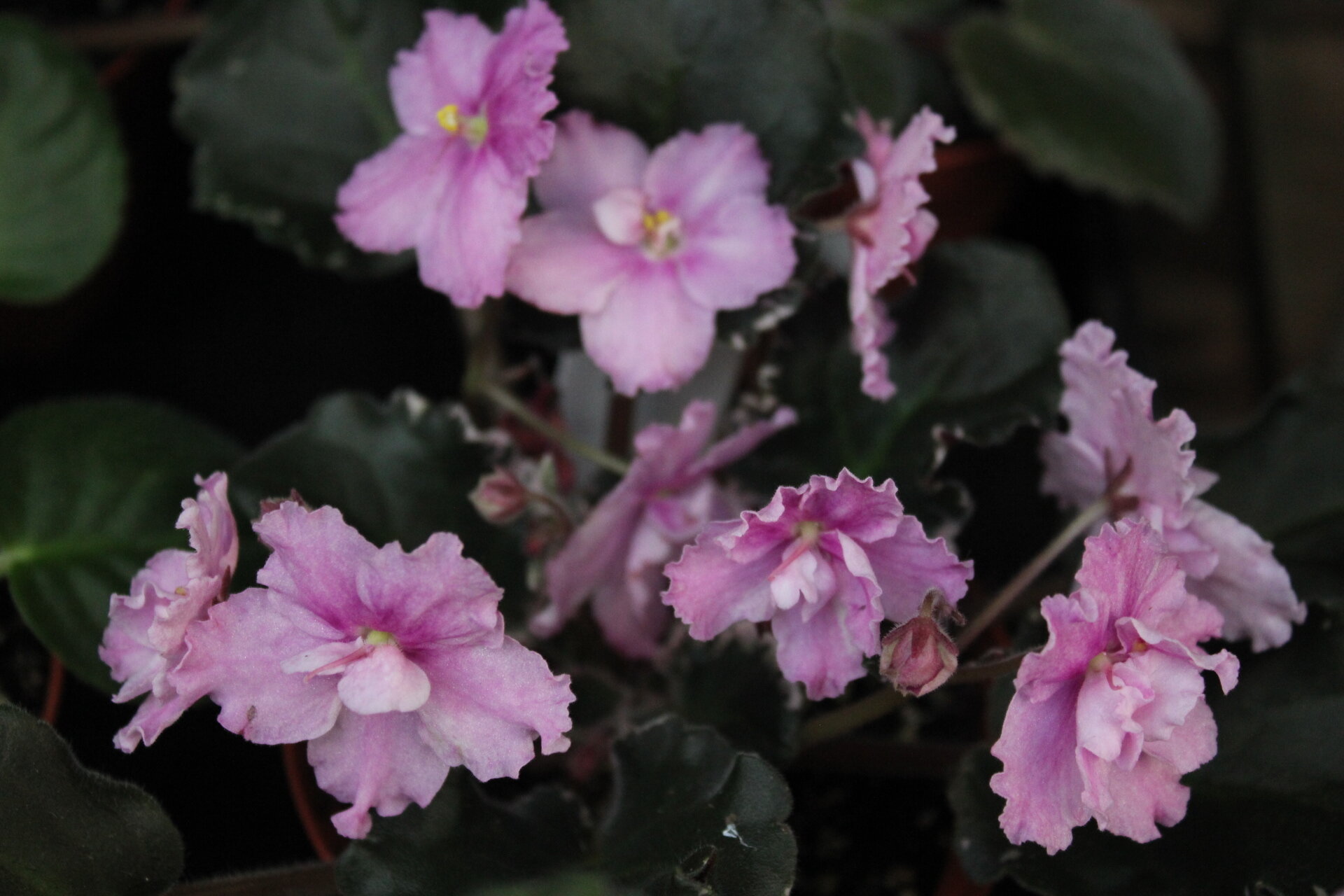Don’t forget the indoor blooms. My African violets have been showing off these last few weeks, blooming their little heads off. African violets are easy to grow, but if you find you’re having trouble, check out this video from Espoma .