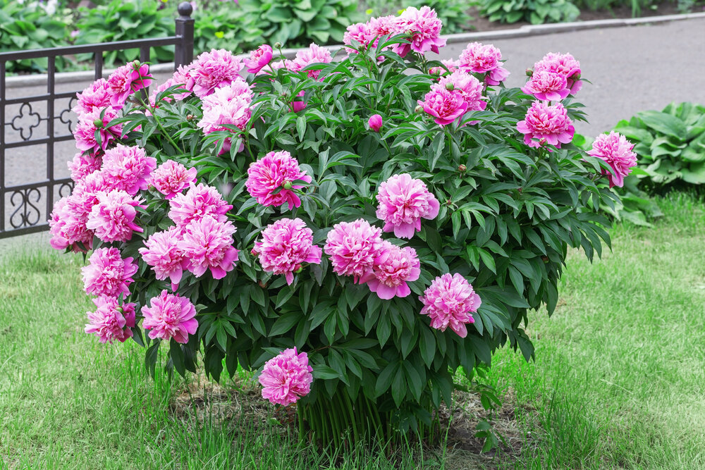 Peonies are long-lived herbaceous and woody perennials. Herbaceous peonies are cut back in late September, early October as the leaves begin to die back. You cut the plant to the ground. That means all of the leaves.