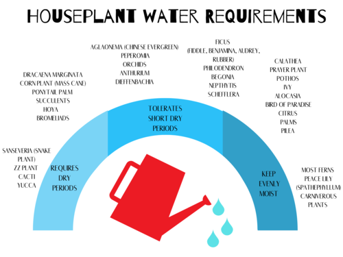 Water requirements for housepplants B. B. Barns Garden Center Jenna Mace Tropicals Buyer.png