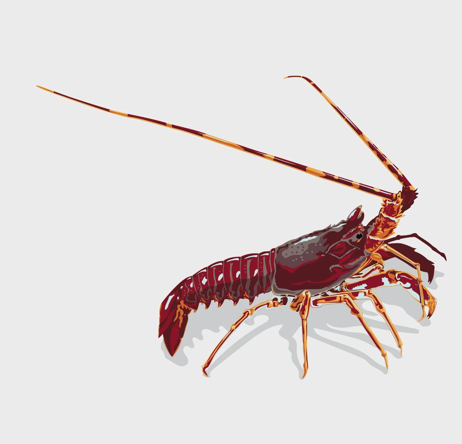 2-lobster-gray-01.jpg