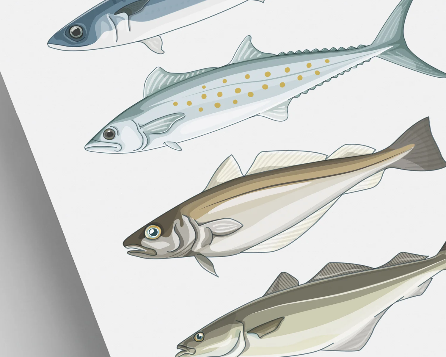 8Fish-illustrations-zoom.jpg