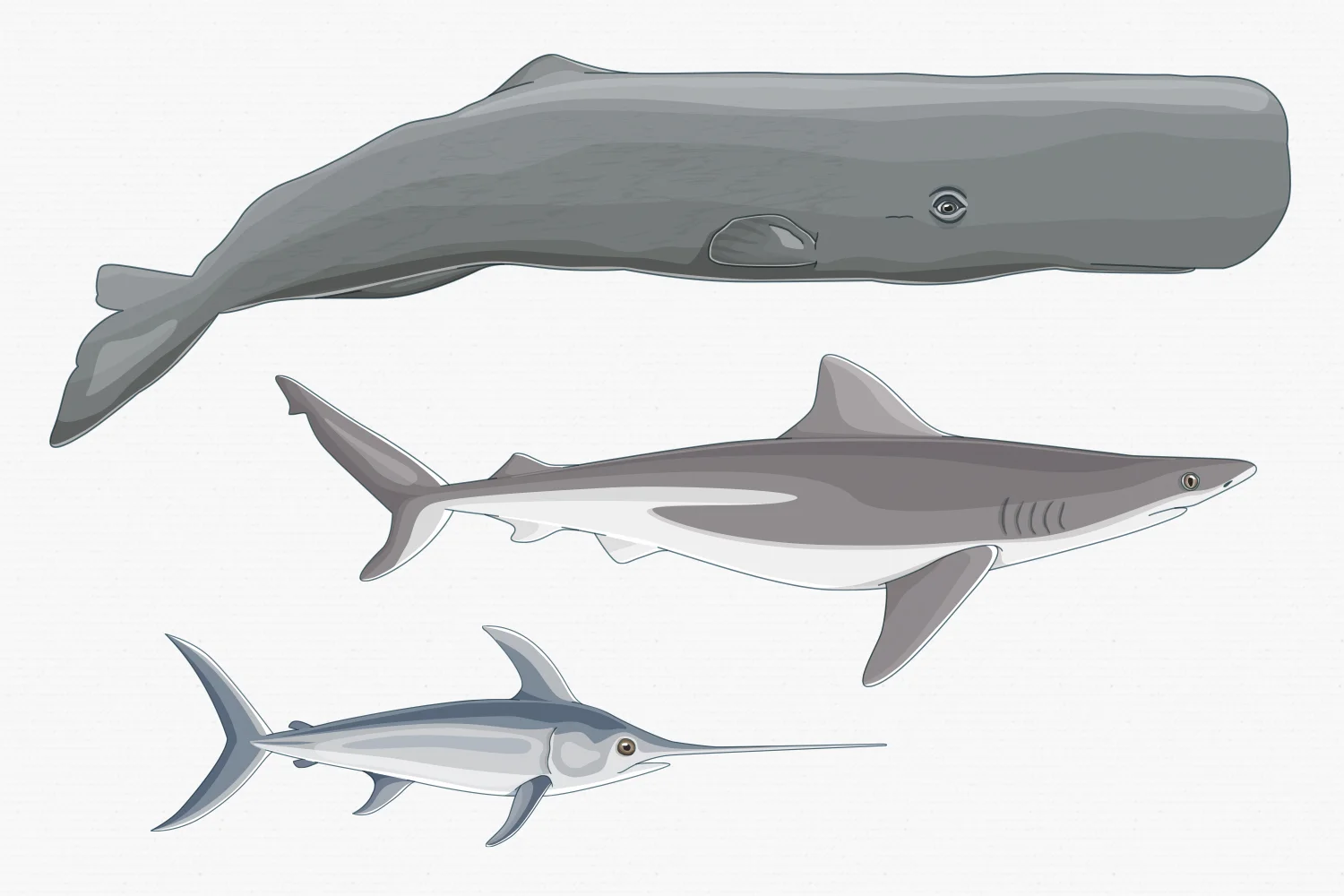 9Whale-shark-swordfish.jpg