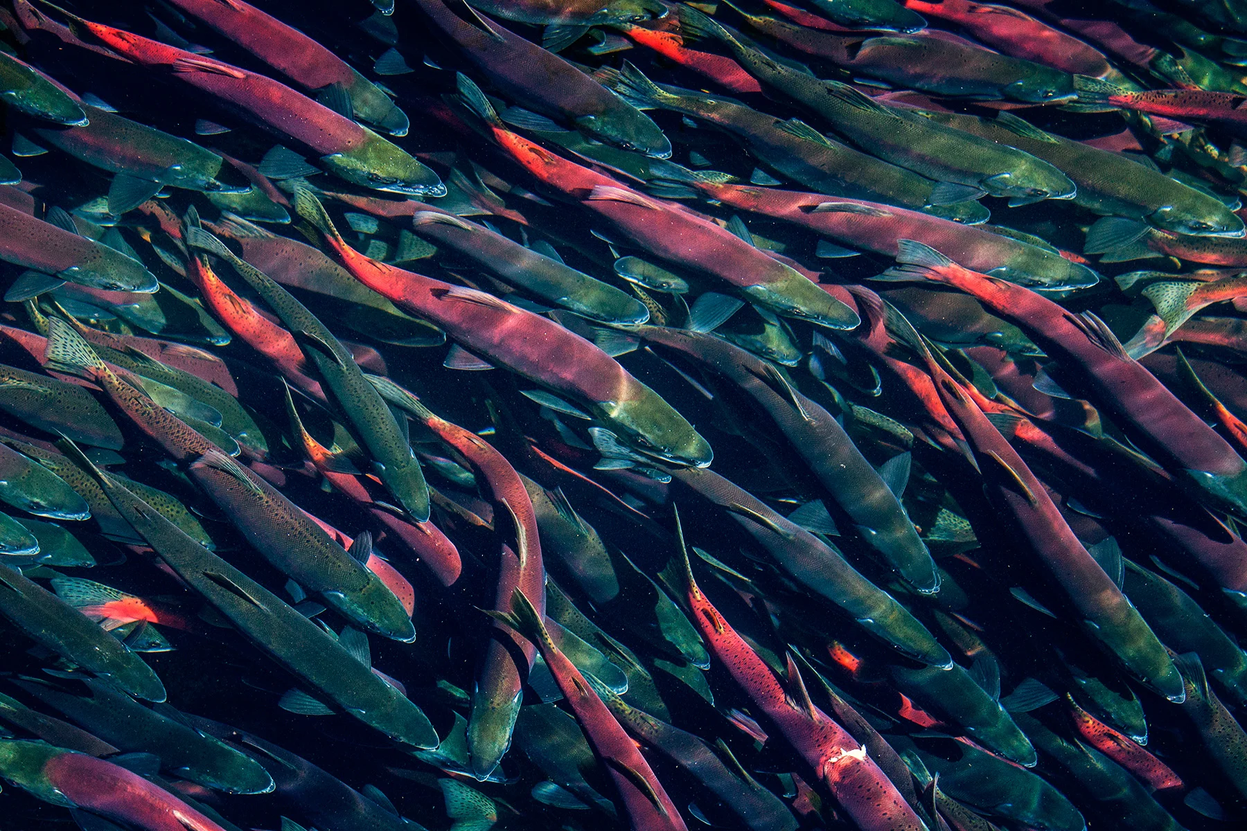 salmon-close_6829.jpg