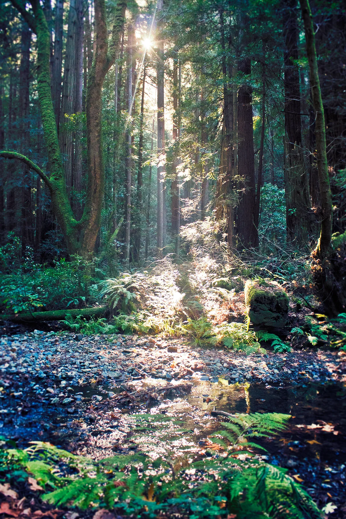 Lensflare-in-redwoods-creek_1727.jpg