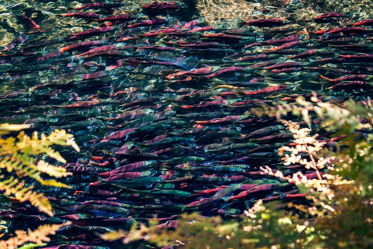 fish-and-fern_6802.jpg