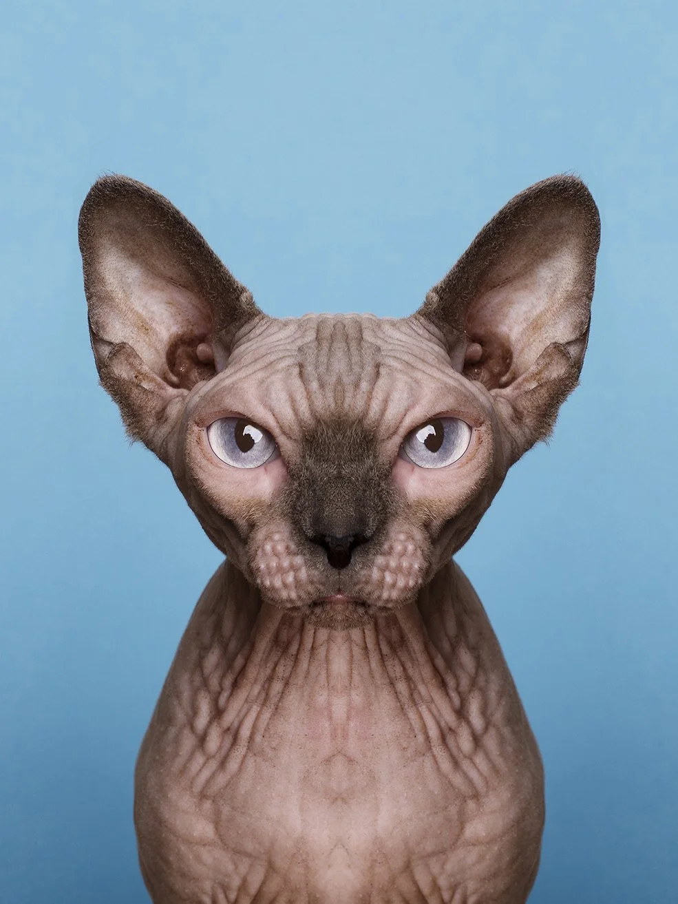 020_SYMMETRIZOO.jpg