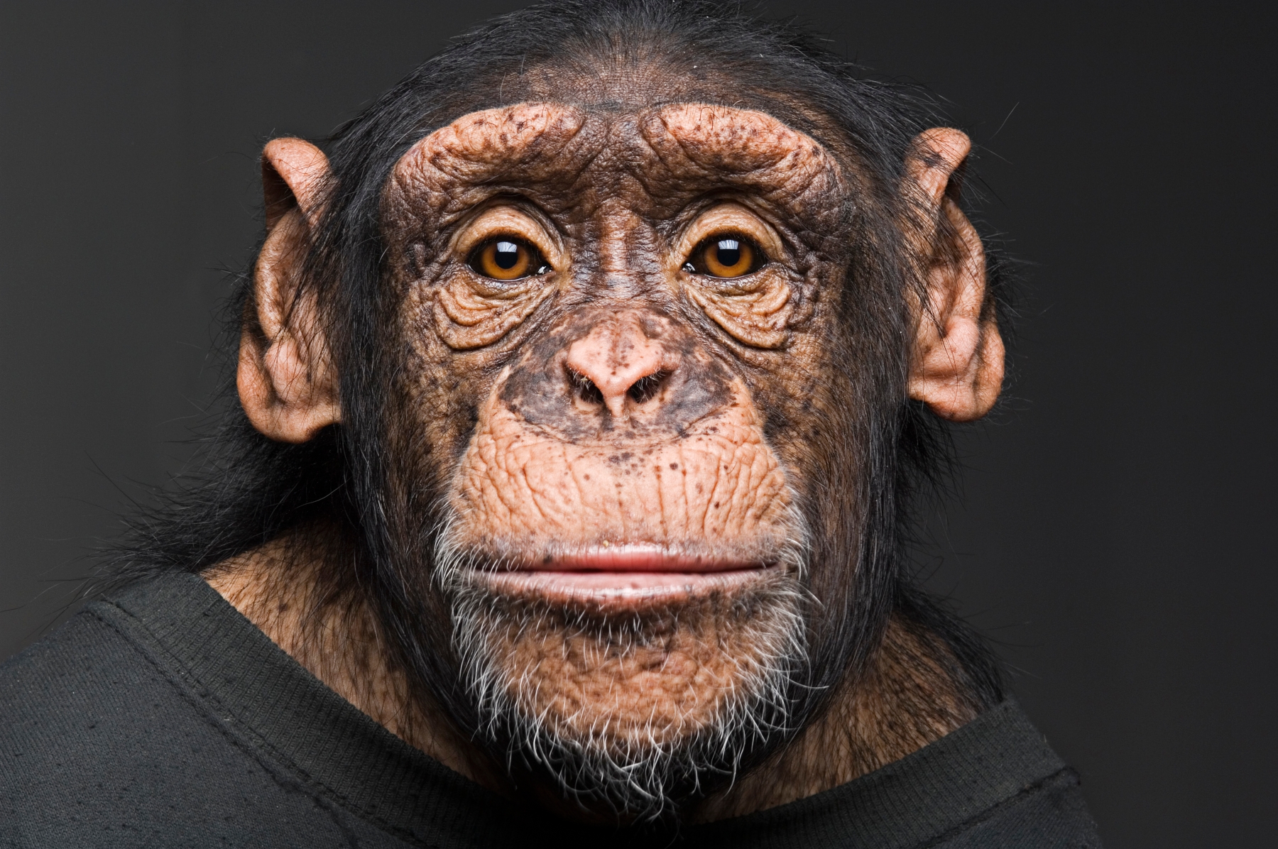 Jack by Cary Wolinsky