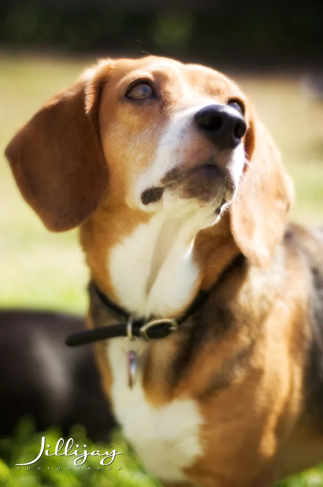 pets 2.jpg