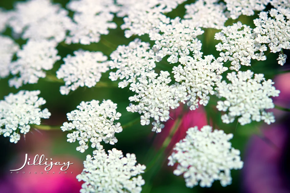 Flowers-2.jpg