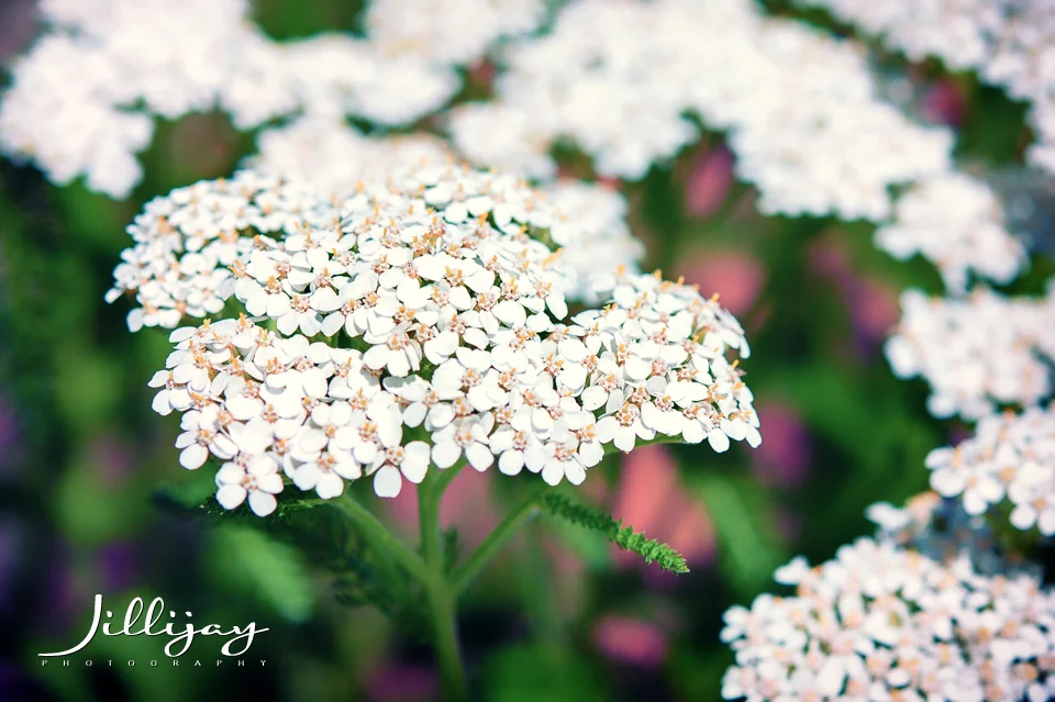 Flowers-3.jpg
