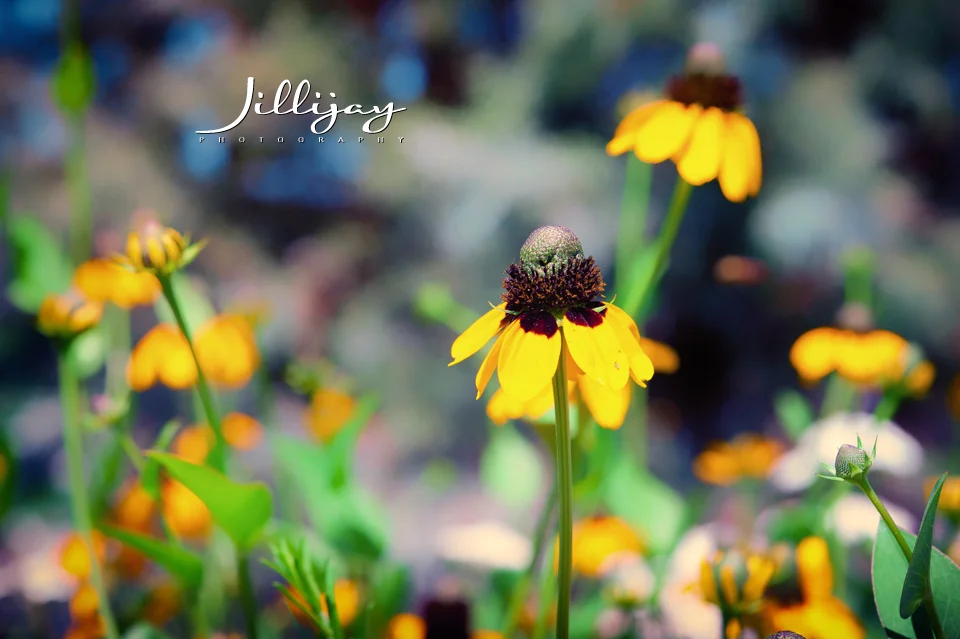 Flowers-9.jpg