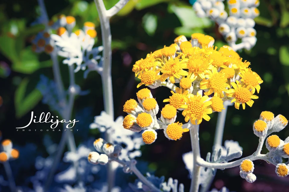 Flowers-10.jpg