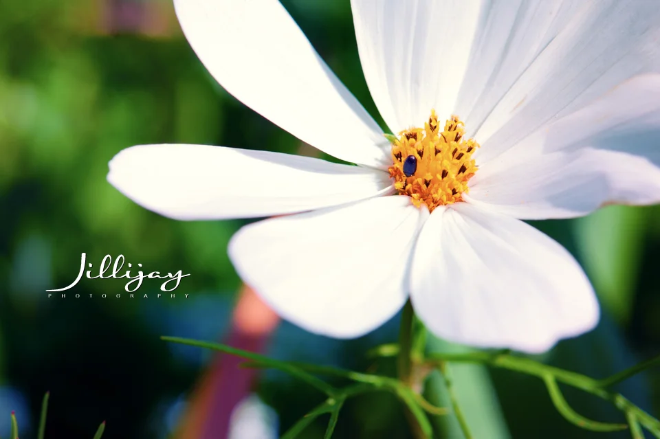 Flowers-12.jpg