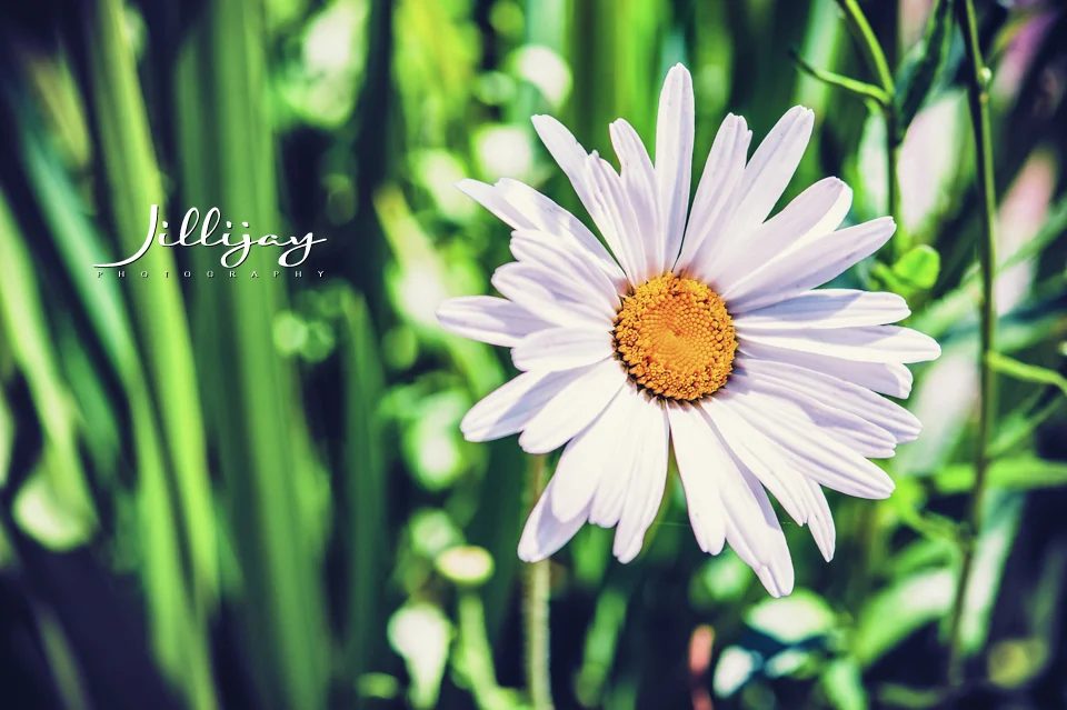 Flowers-4.jpg
