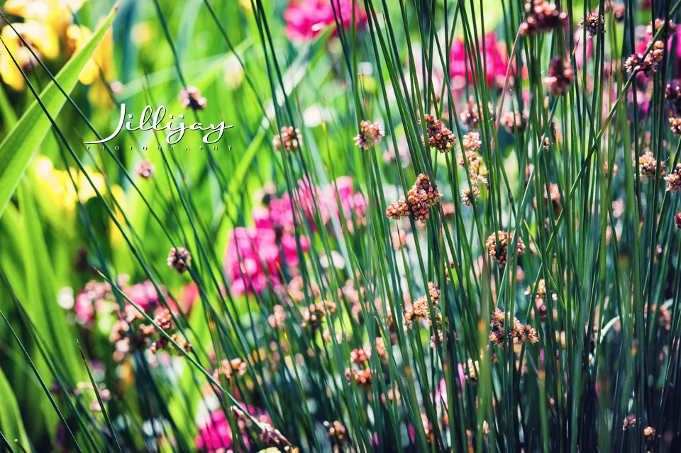 Flowers-7.jpg