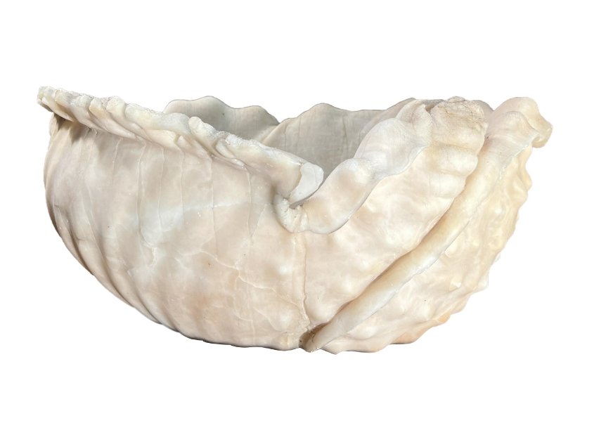 Alabaster ShellAntique italian Roman Alabaster Shell