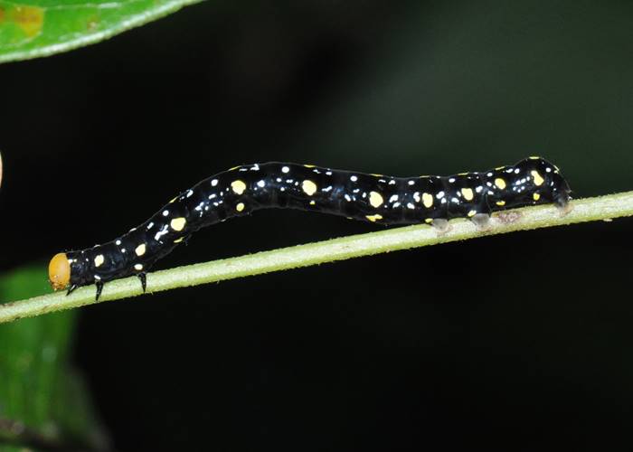 A magnificent caterpillar at the Green Hoose, Lockhart River, Cape York.jpg