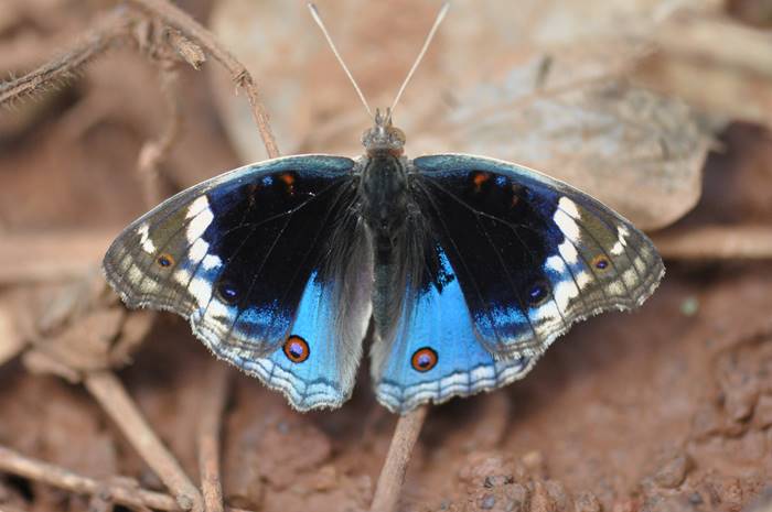Another beautiful butterfly in the Iron Range National Park, Cape York .jpg