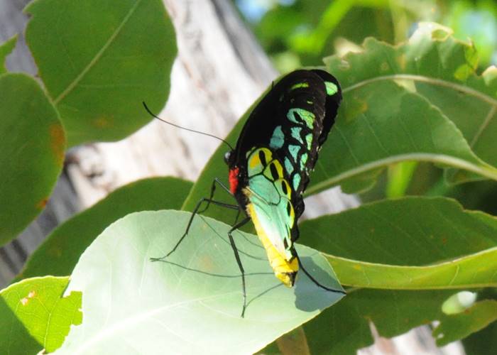 Colourful butterflies of Iron Range National Park, Cape York.jpg