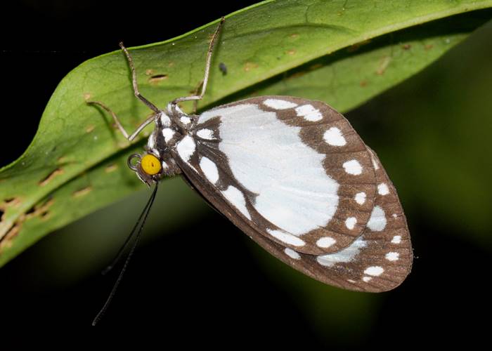 A common butterfly that visits the Green Hoose, Lockhart River, Cape York.jpg
