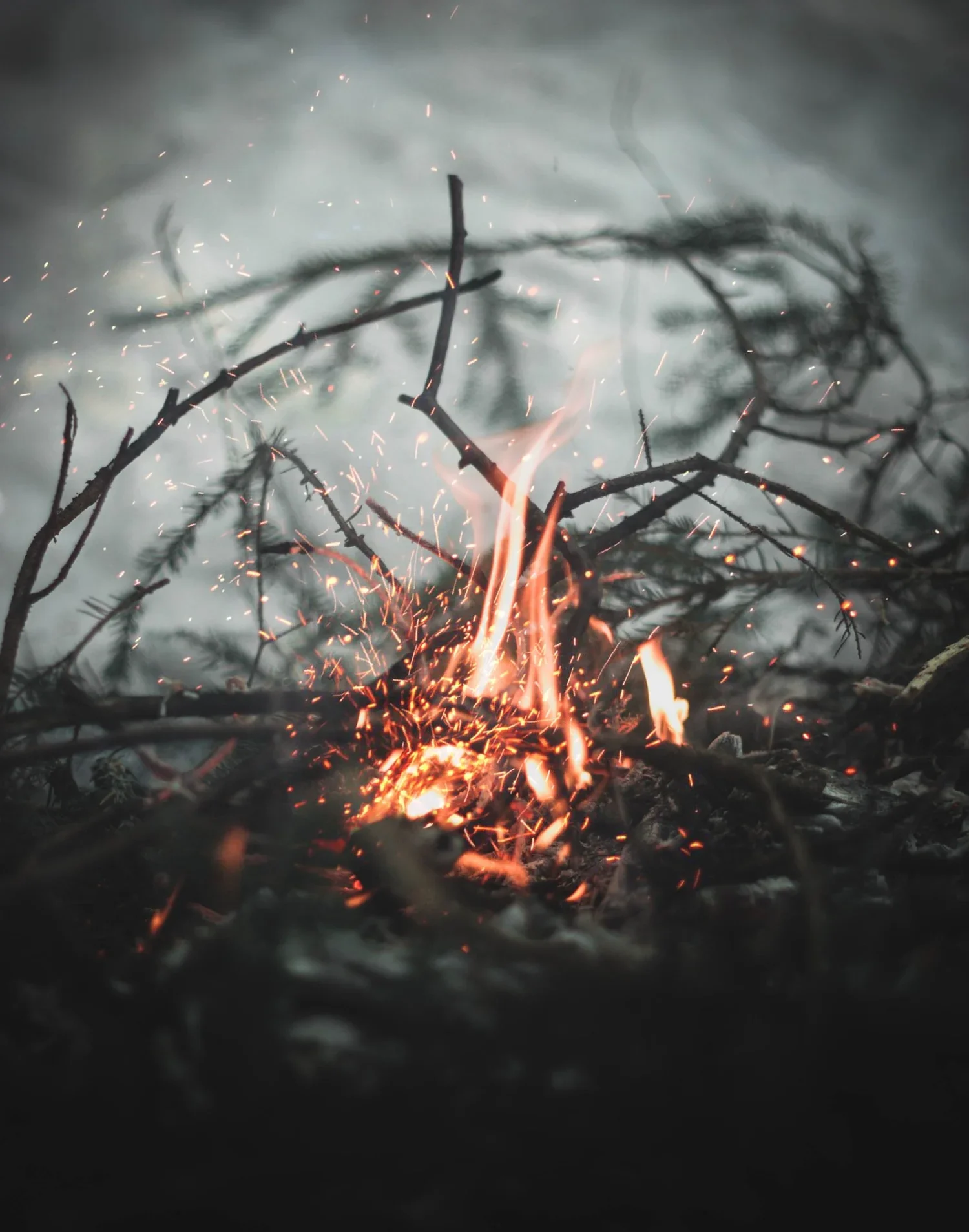 Song of Oak & Ash