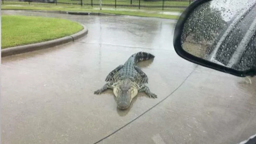 854081161001_5551864834001_Hurricane-Harvey-warning-Beware-of-alligators.jpg