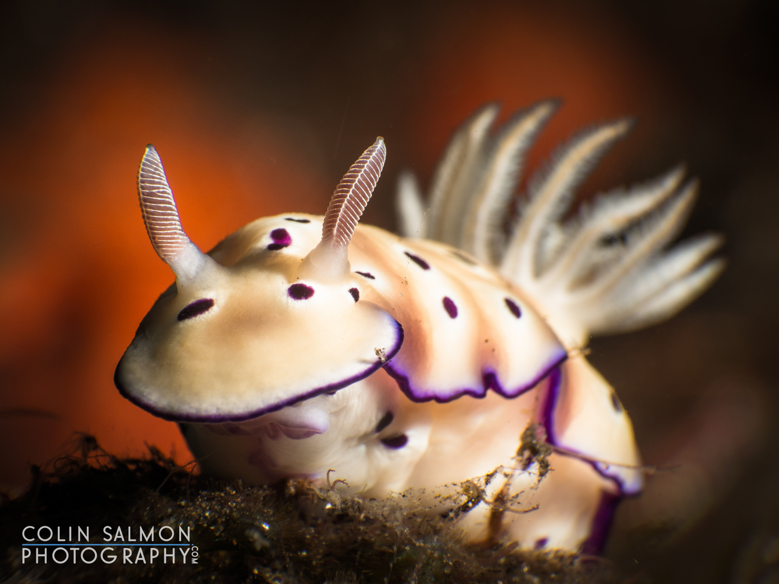 Nudibranch (Hypselodoris tryoni) - Dauin, Philippines