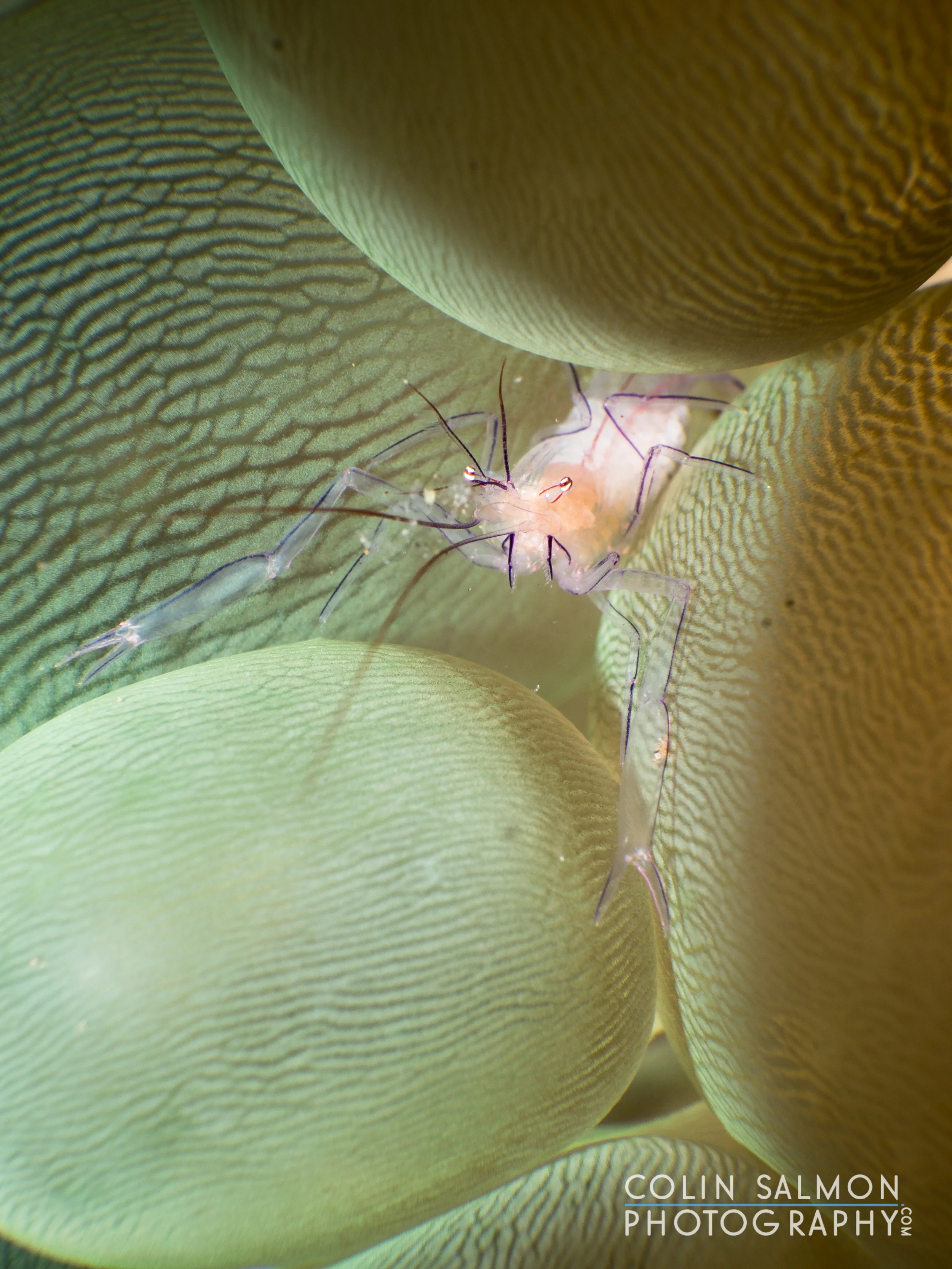 Bubble coral shrimp (Vir philippinensis) in bubble coral (Plerogyra sinuosa) - Dauin, Philippines