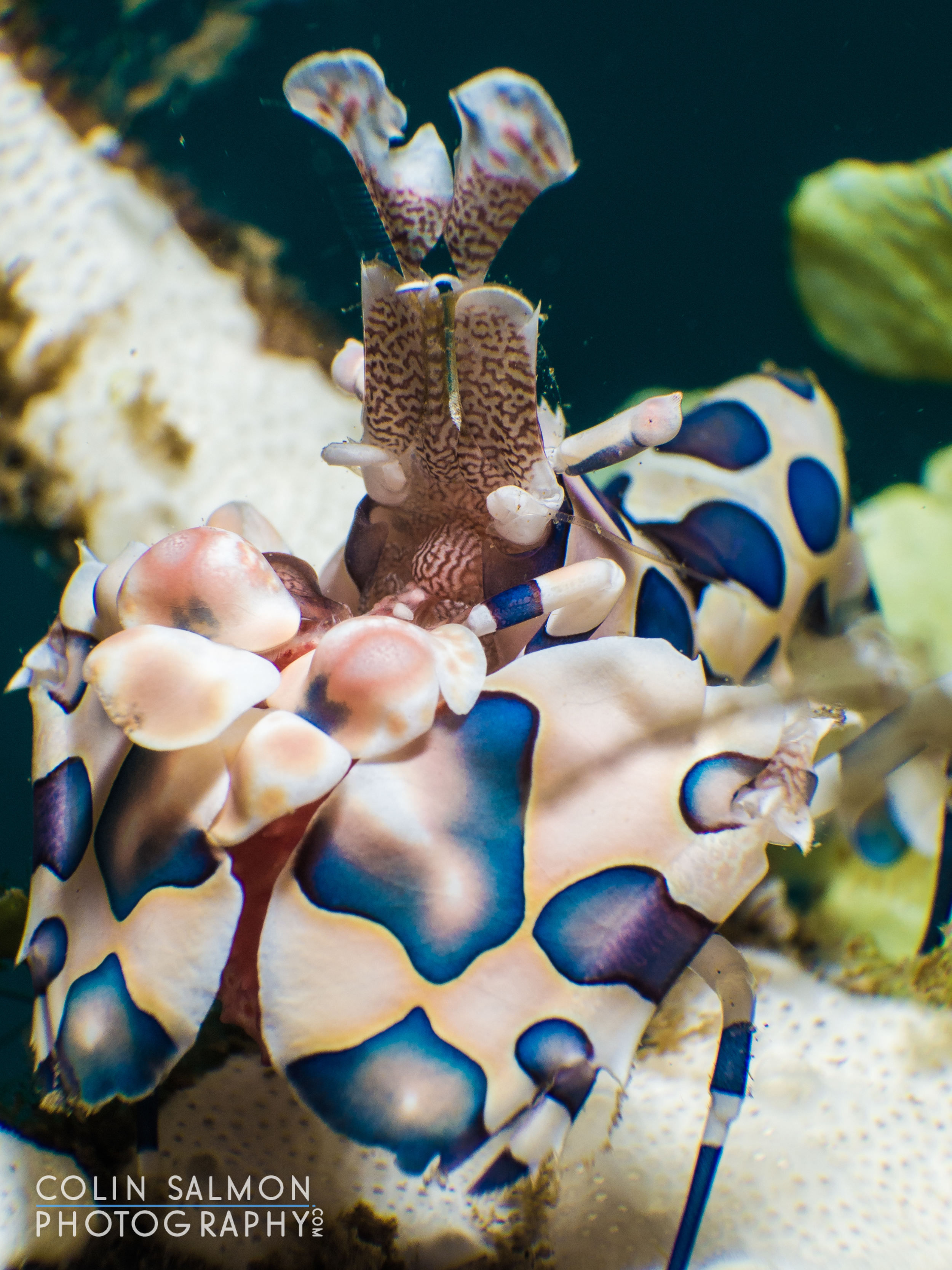 Harlequin shrimp (Hymenocera picta) - Dauin, Philippines