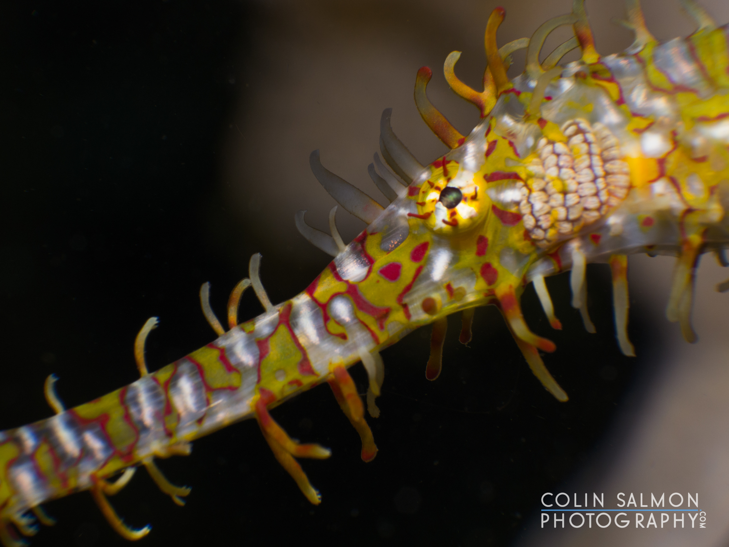 Ornate ghost pipefish (Solenostomus paradoxus) - Dauin, Philippines