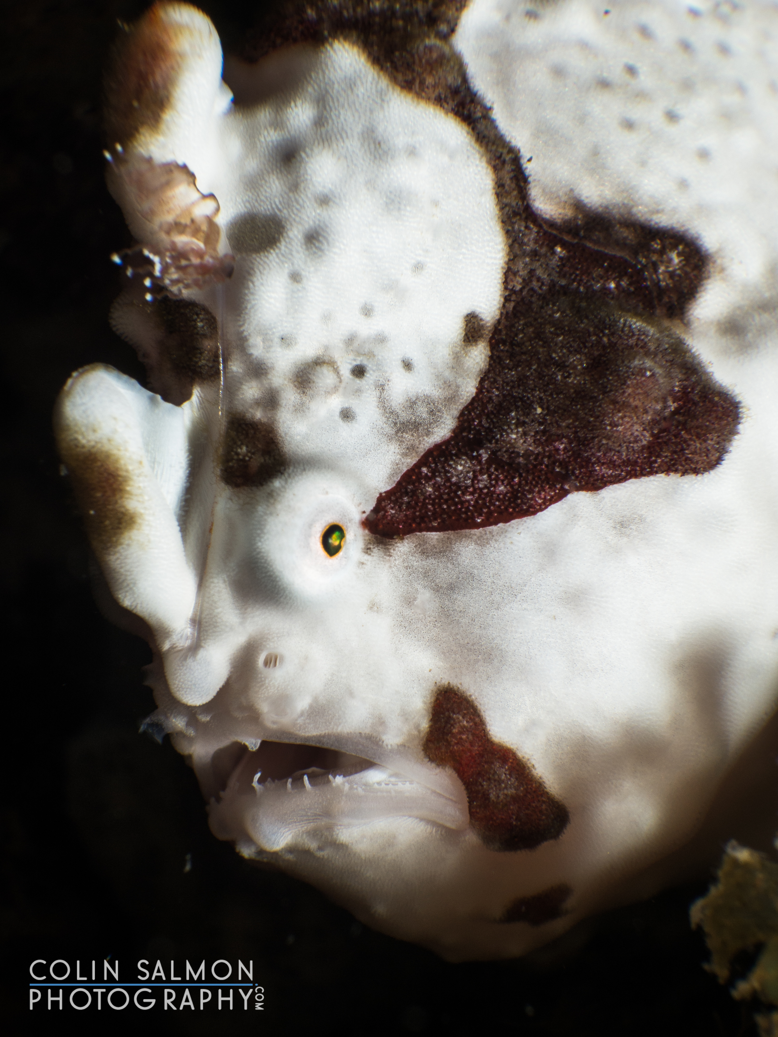 Painted frogfish (Antennarius pictus) - Dauin, Philippines 