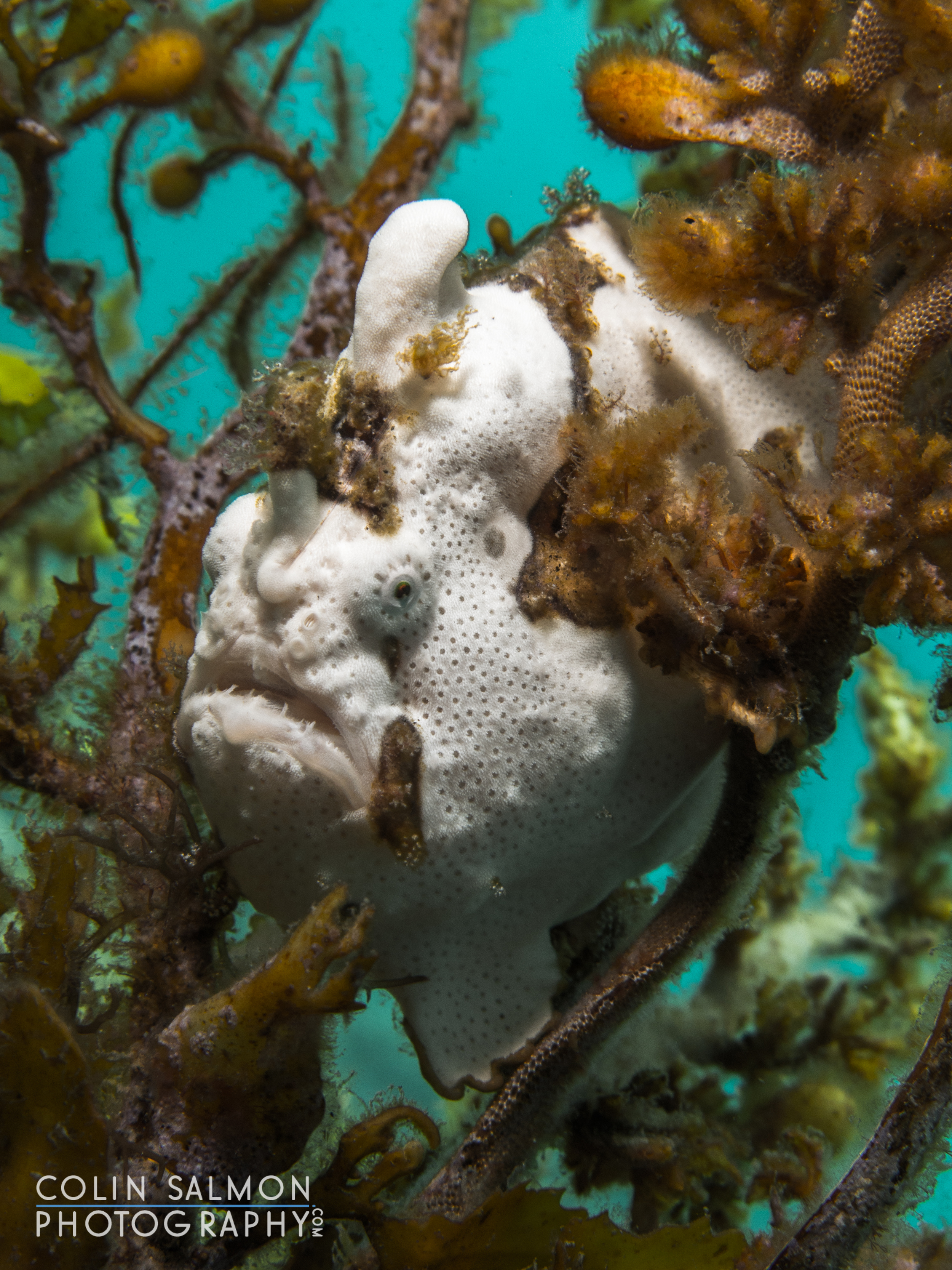 Painted frogfish (Antennarius pictus) - Dauin, Philippines
