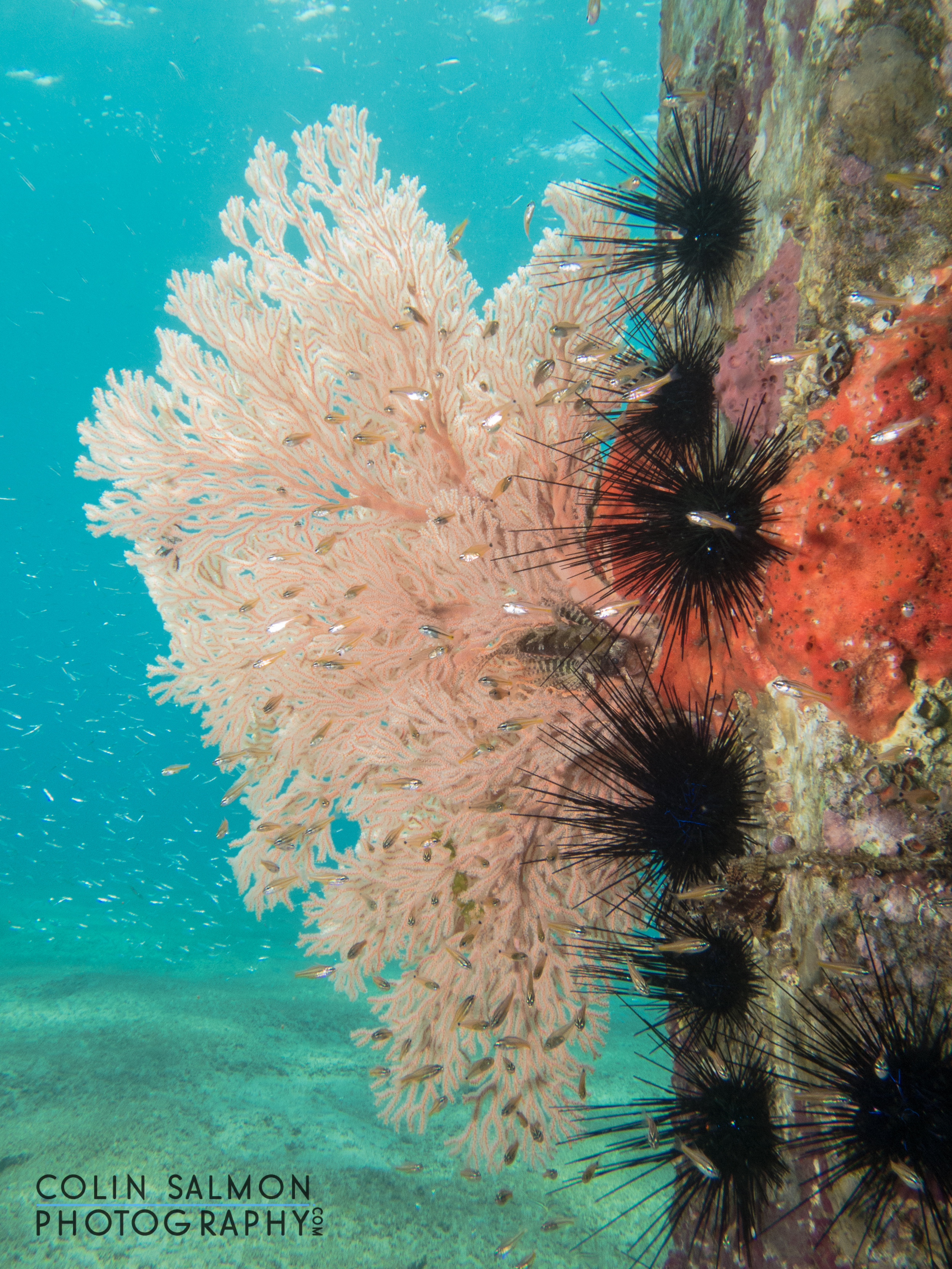 Gorgonian with long-spined sea urchins ( Diadema antillarum) - Dauin, Philippines