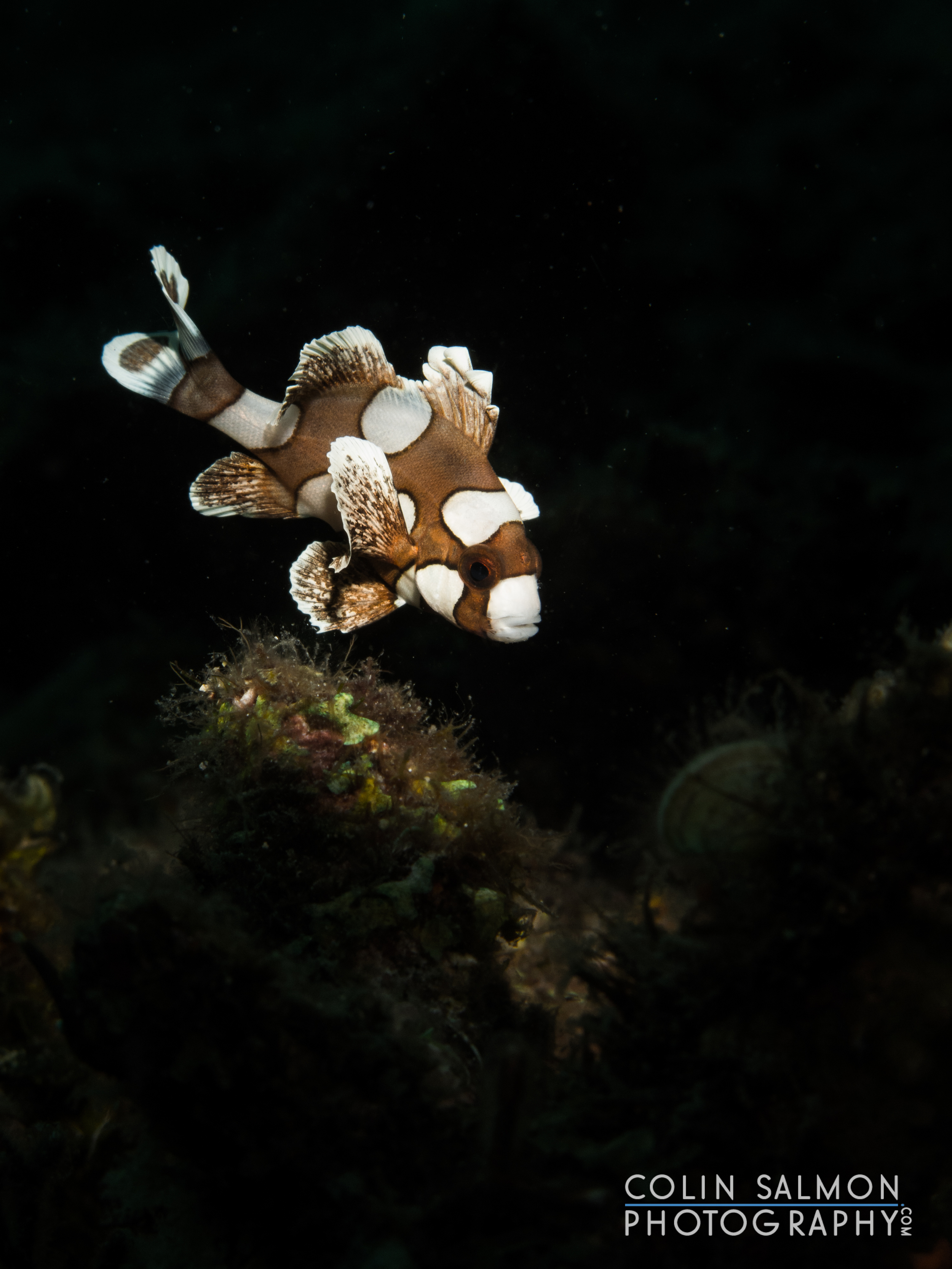 Harlequin sweetlips juvenile (Plectorhinchus chaetodonoides) - Dauin, Philippines