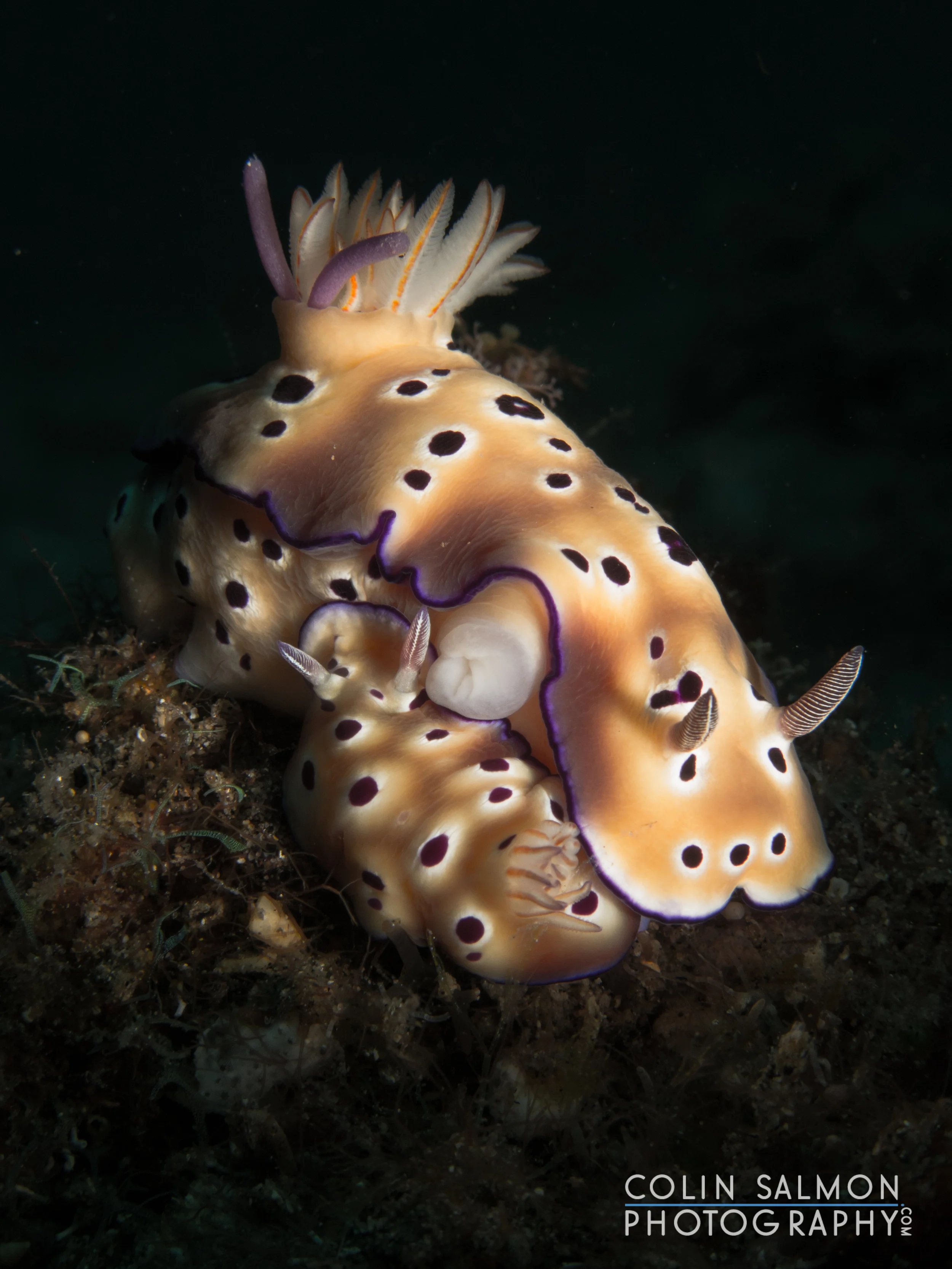 Nudibranchs mating ( Hypselodoris tryoni ) - Dauin, Philippines