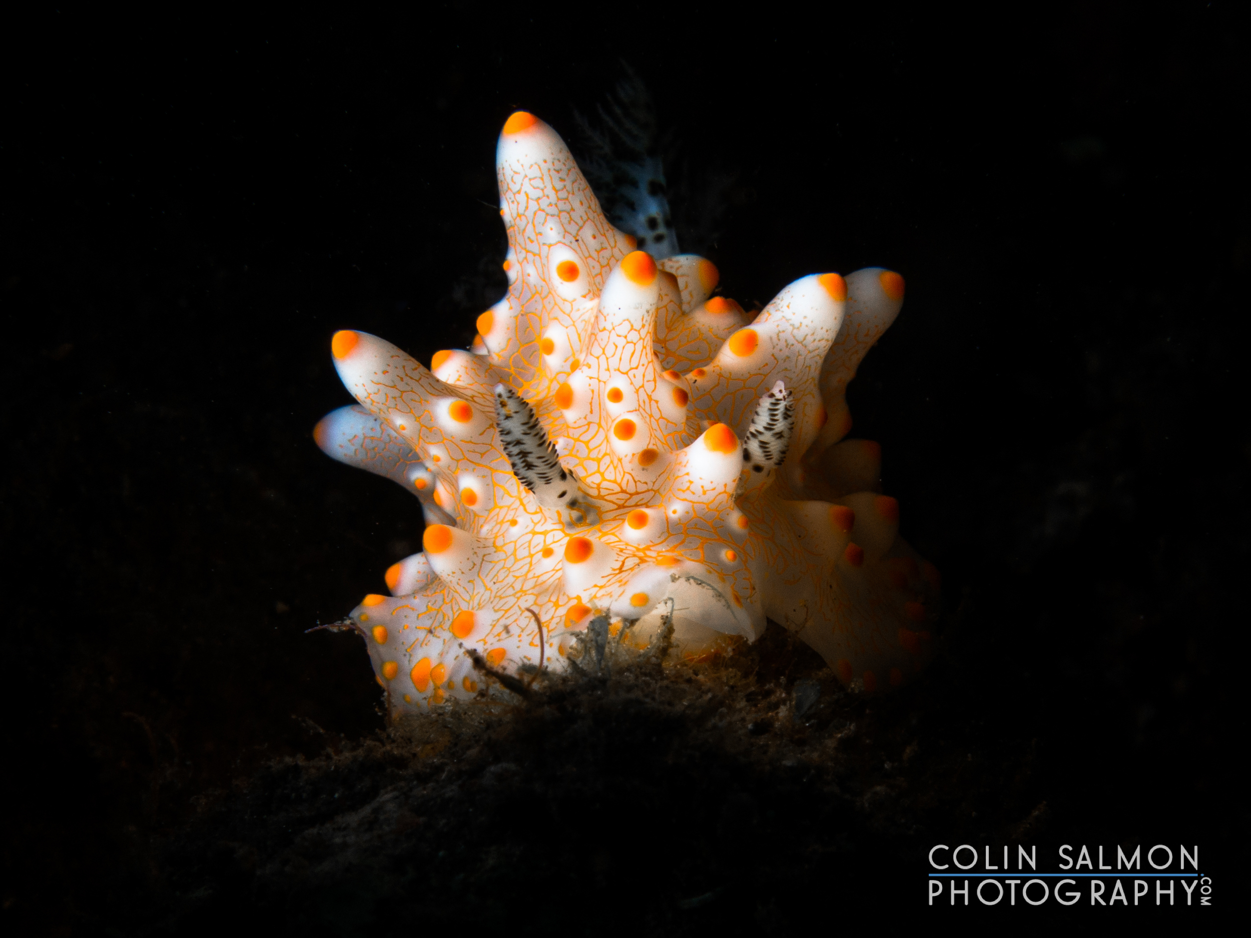 Nudibranch (Halgerda batangas) - Dauin, Philippines