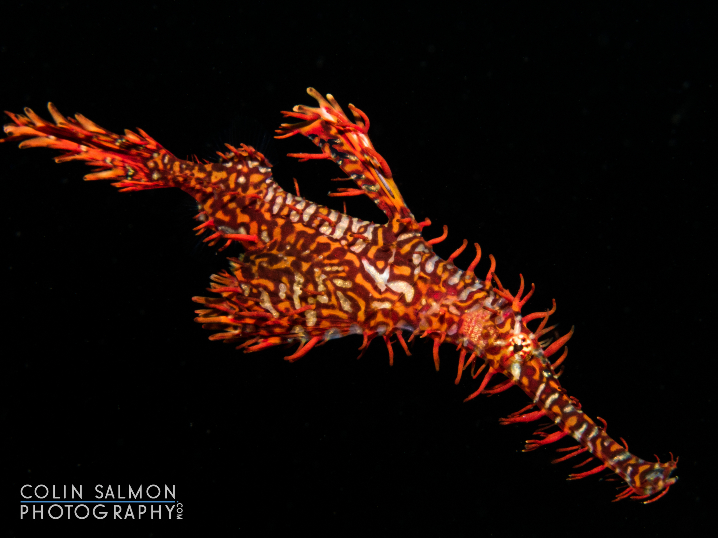 Ornate ghost pipefish (Solenostomus paradoxus) - Dauin, Philippines
