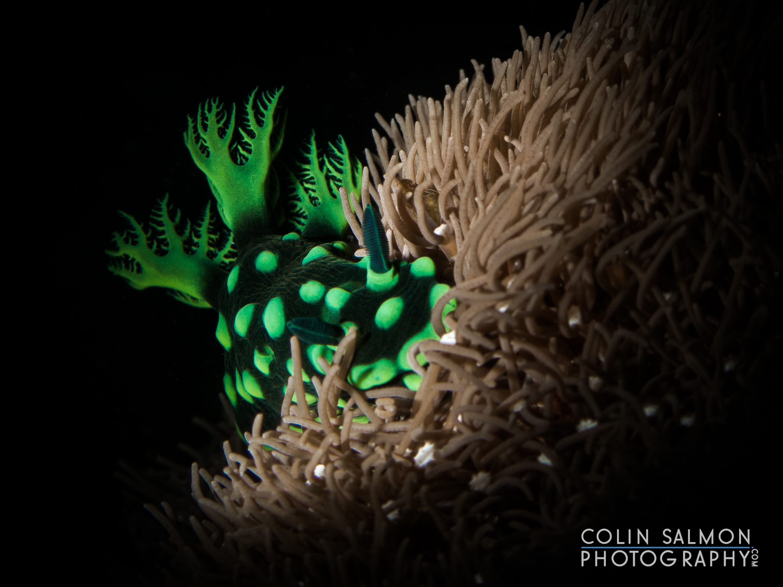 Nudibranch ( Nembrotha cristata ) - Dauin, Philippines