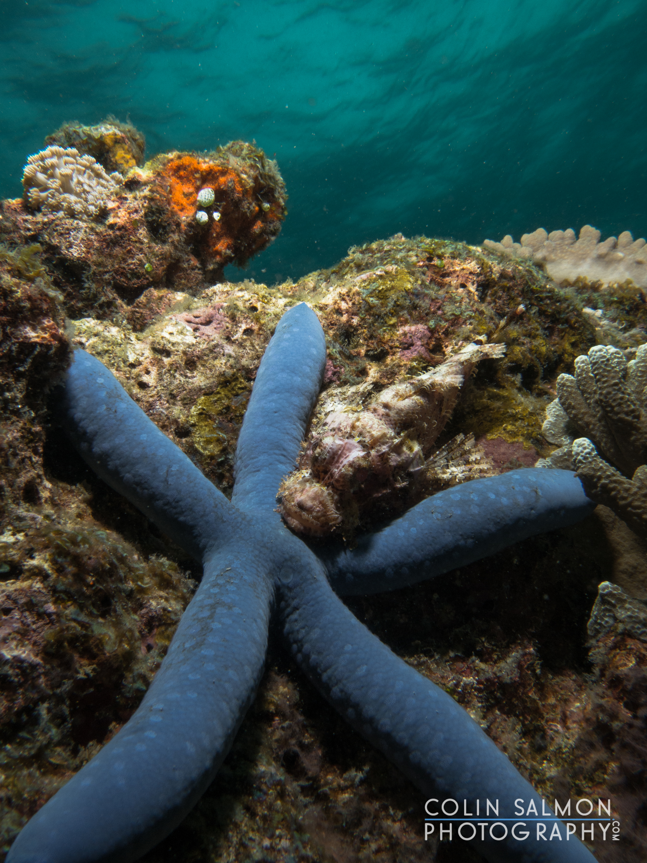 Papuan scorpion fish (Scorpaenopsis papuensis) on b lue starfish (Linckia laevigata) - Apo Island - Negros Oriental, Philippines