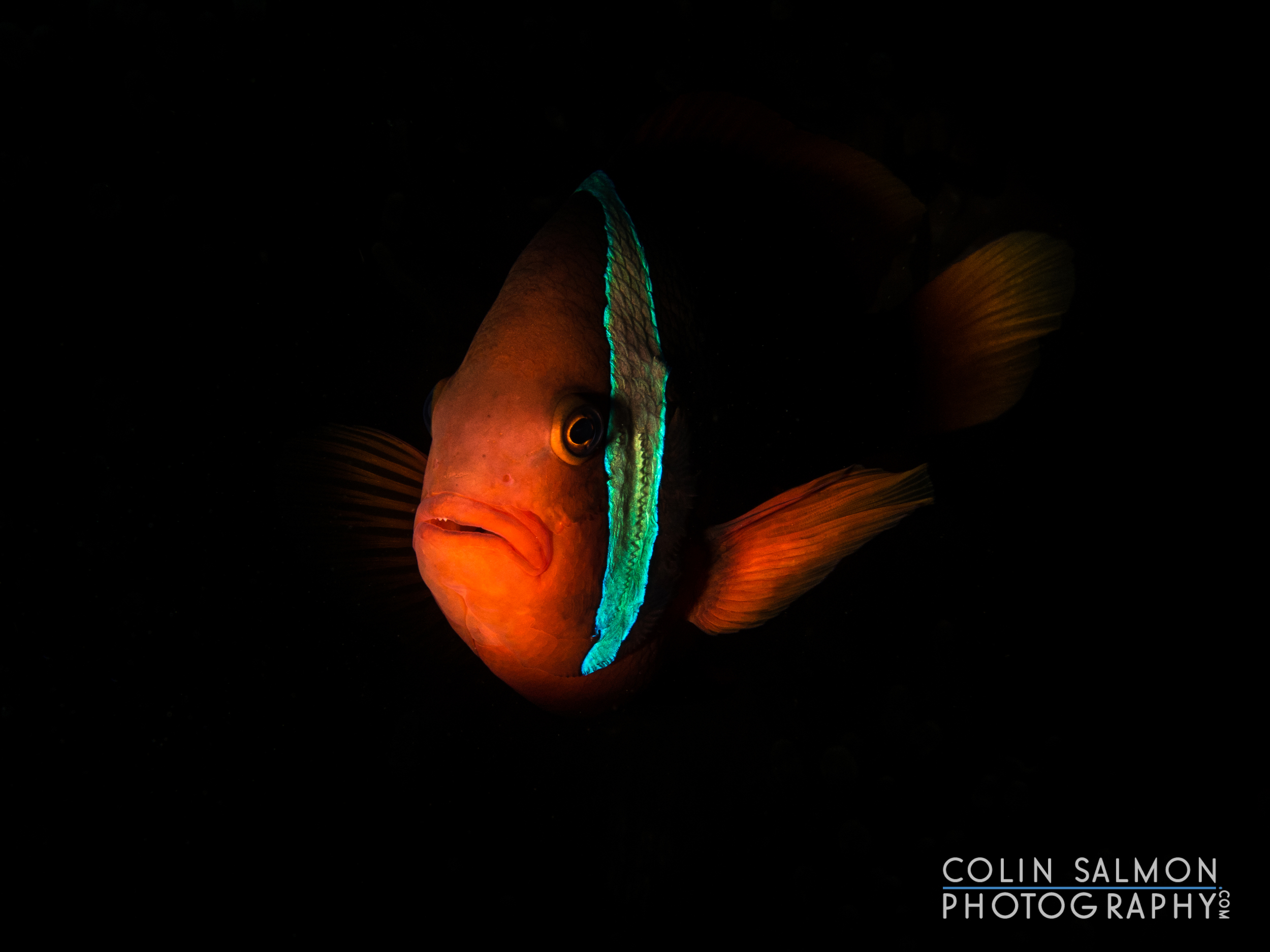 Orange clownfish (Amphiprion percula) - Dauin, Philippines