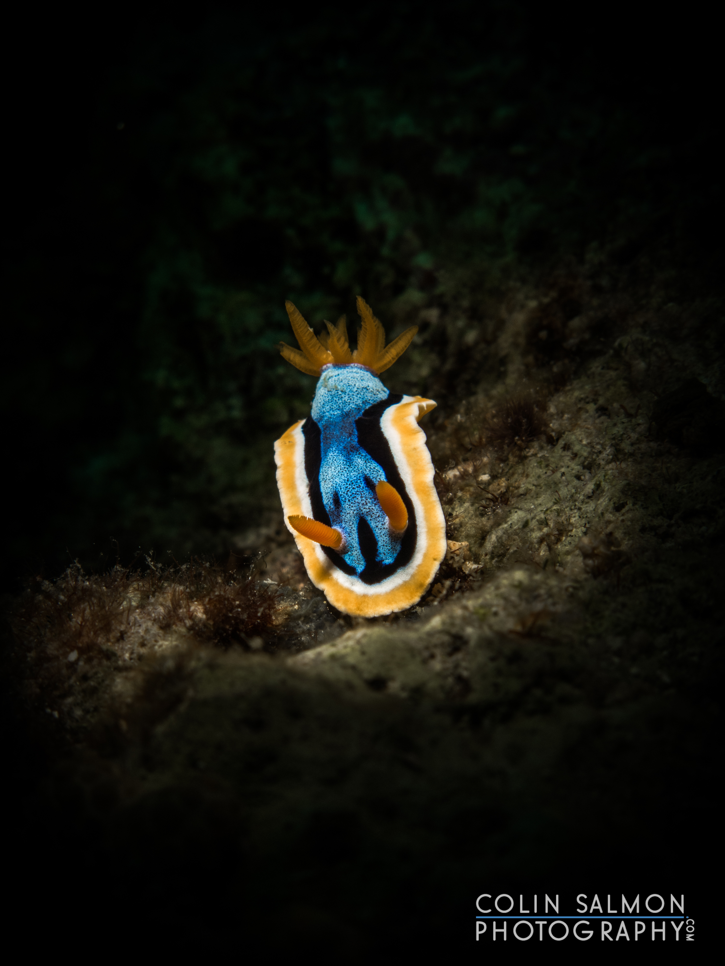 Nudibranch (Chromodoris annae) - Apo Island - Dauin, Negros Oriental, Philippines