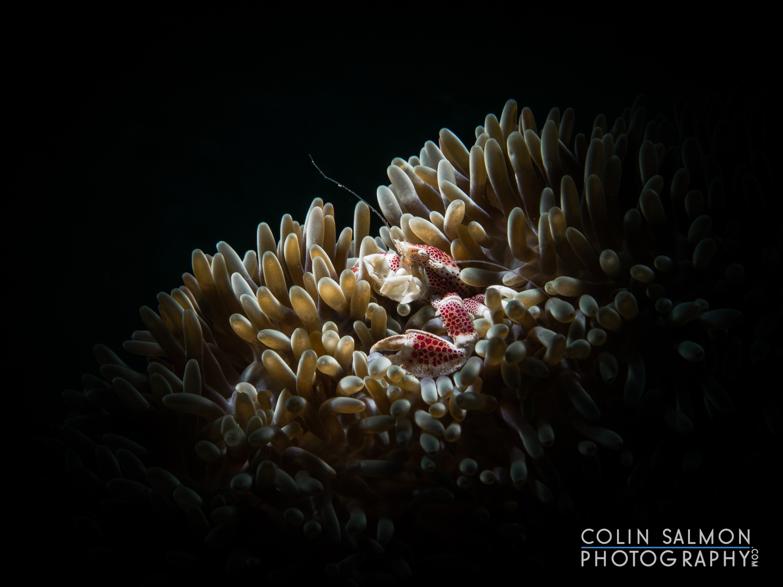 Porcelain crab (Porcellanidae sp.) Porcelain crab - Dauin, Philippines
