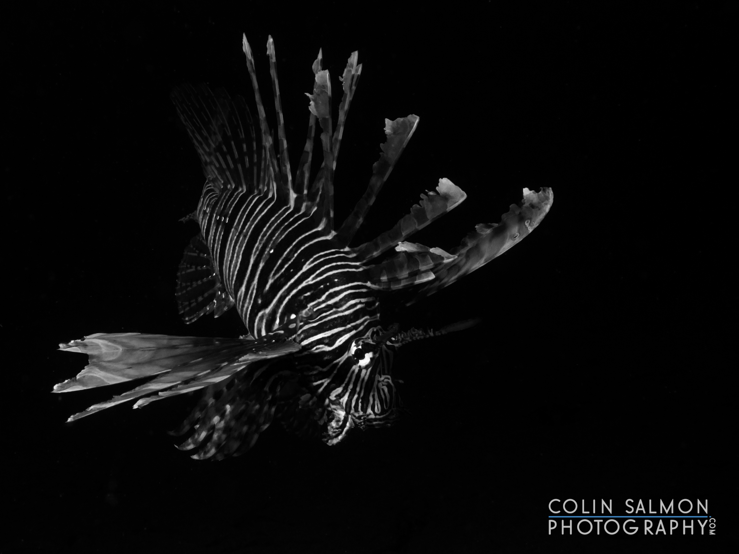 Red lionfish (Pterois volitans) - Dauin, Philippines