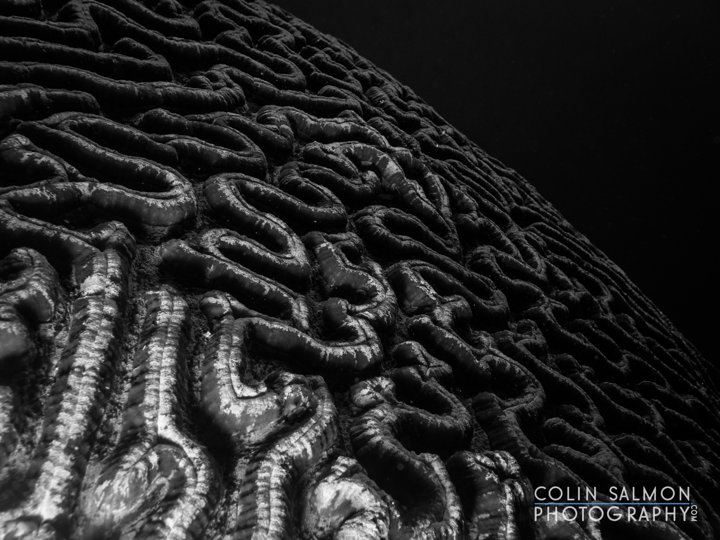Brain coral or maze coral (Platygyra sp.) - Dauin, Philippines